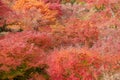 Colorful leaves in the garden at Tofukuji temple, landmark and famous for tourist attractions in Kyoto, Japan. Autumn foliage Royalty Free Stock Photo