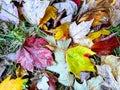 Colorful leaves on the ground Royalty Free Stock Photo
