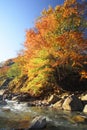 Colorful leaves in Gully Matsukawa