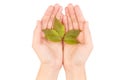 Green leaf of maple tree isolated on white background. Royalty Free Stock Photo