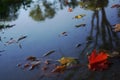 Colorful leaves on muddy path