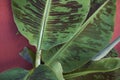 Colorful leaves of Musa acuminata var. zebrina