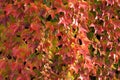 Colorful leaves of Parthenocissus tricuspidata (family Vitaceae) on a wall