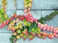 Colorful leaves of Parthenocissus tricuspidata (family Vitaceae) on a wall Royalty Free Stock Photo