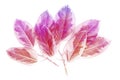 Colorful leaves pattern,gradient color autumn leaf isolated on white background Royalty Free Stock Photo