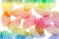 Colorful leaves pattern,gradient color autumn leaf isolated on white background Royalty Free Stock Photo