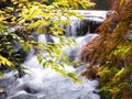 Colorful leaves and plant over white waterfall blur background in the park