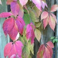 Colorful leaves of a plant weaving along a wooden fence. Abstract natural wallpaper. Royalty Free Stock Photo