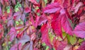 Colorful leaves from red to green and yellow forming a vivid pattern. Shallow focus. Background graphic resource in autumn Royalty Free Stock Photo