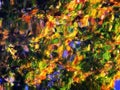 Colorful leaves reflection abstract Royalty Free Stock Photo