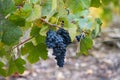 Colorful leaves and ripe black grapes on terraced vineyards of Douro river valley near Pinhao in autumn, Portugal