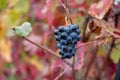 Colorful leaves and ripe black grapes on terraced vineyards of Douro river valley near Pinhao in autumn, Portugal