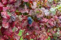 Colorful leaves and ripe black grapes on terraced vineyards of Douro river valley near Pinhao in autumn, Portugal