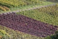 Colorful leaves on rows of vines in vineyards near Rotenberg, Germany