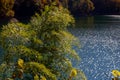 Colorful leaves rustling by wind at lake OkutamaJapan in autumn-time Royalty Free Stock Photo