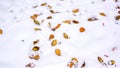 Colorful leaves in the snow Royalty Free Stock Photo