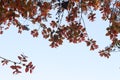 Colorful Leaves spred out from bottom view of tree Royalty Free Stock Photo