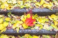 Colorful leaves on the steps of staircase Royalty Free Stock Photo