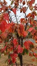 Colorful leaves of a tree in autumn red and green branches in fall