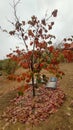 Colorful leaves of a tree in autumn red and green branches in fall