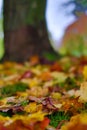 Colorful Leaves and Tree in Germany