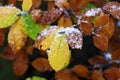 Colorful leaves of the trees from mountain forest are covered with snow at the beginning of winter.