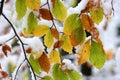 Colorful leaves of the trees from mountain forest are covered with snow at the beginning of winter.