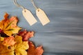 Colorful leaves with two tags on gray wood table background with copy space. View from above. Top view. Copy space for Royalty Free Stock Photo