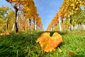 Colorful leaves in vineyard in autumn