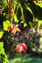 Colorful leaves of Virginia creeper in autumn