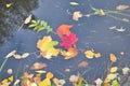 Colorful leaves on the water Royalty Free Stock Photo