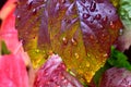 Colorful autumn leaves with water drops after rain, closeup. Virginia creeper. Royalty Free Stock Photo