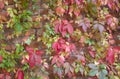 Colorful leaves Wild grape bush Autumn time Part of a red leaf Royalty Free Stock Photo