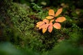 Colorful leaves of wild sarsaparilla (Aralia nudicaulis) Royalty Free Stock Photo