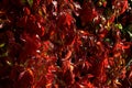 The colorful leaves of wild wine in autumn, on many walls