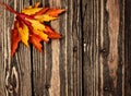 Colorful leaves on a wooden background