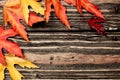 Colorful leaves on a wooden background