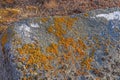 Colorful Lichen on Bare Rock in the Arctic