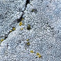 Colorful lichen colony. illustration for symbiosis or natural abstract background. The old granite stone covered with Royalty Free Stock Photo