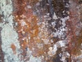 Colorful Lichen Background