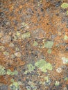 Colorful Lichen Background