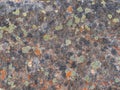 Colorful Lichen Background