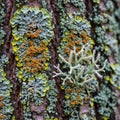 The lichen contrasts with the dark rough bark creating a visually rich Royalty Free Stock Photo