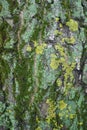 Colorful lichen and moss on tree bark