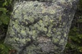 Colorful Lichen on rock