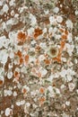 Colorful lichens on the bark of a palm tree, Florida. Royalty Free Stock Photo