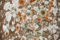 Colorful lichens on the bark of a palm tree, Florida. Royalty Free Stock Photo