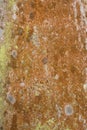 Colorful lichens on the bark of a palm tree, Florida. Royalty Free Stock Photo