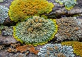 Diversity and resilience of lichen species in adapting to various Royalty Free Stock Photo