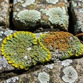 Colorful lichens cover rough, rectangular rocks. Royalty Free Stock Photo